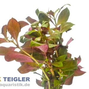 Rote Sternludwigie, Ludwigia glandulosa, Bund Neue Ware